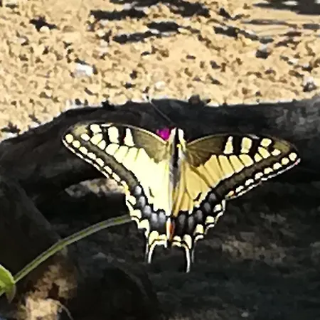 Hakuna Matata Holidays Wooden With Airco & Pool In Greek Olive Grove ロッジ