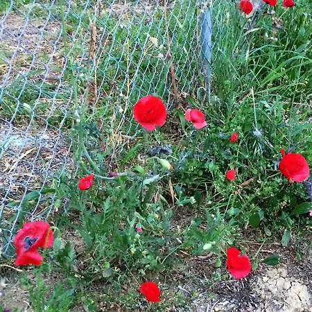 Hakuna Matata Holidays Wooden With Airco & Pool In Greek Olive Grove ロッジ