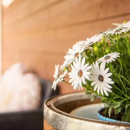 Hakuna Matata Holidays Wooden With Airco & Pool In Greek Olive Grove ロッジ *