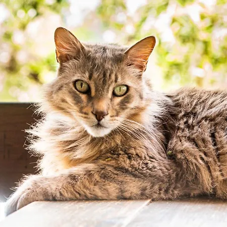 Hakuna Matata Holidays Wooden With Airco & Pool In Greek Olive Grove *