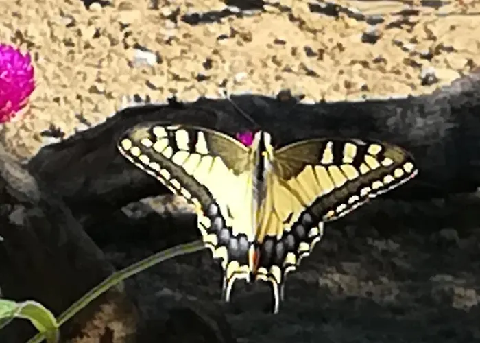 Hakuna Matata Holidays Wooden With Airco & Pool In Greek Olive Grove Gerendaház