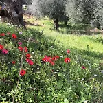 Hakuna Matata Holidays Wooden With Airco & Pool In Greek Olive Grove Domek letniskowy *