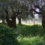 Hakuna Matata Holidays Wooden With Airco & Pool In Greek Olive Grove بيت خشبي ميثوني
