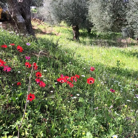 Hakuna Matata Holidays Wooden With Airco & Pool In Greek Olive Grove Lodge *