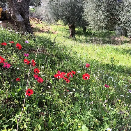 Hakuna Matata Holidays Wooden With Airco & Pool In Greek Olive Grove بيت خشبي *