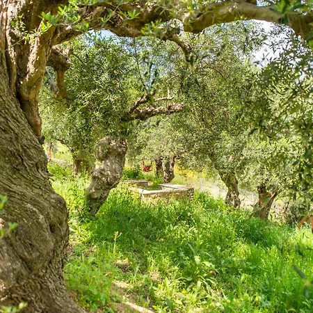 Hakuna Matata Holidays Wooden With Airco & Pool In Greek Olive Grove Lodge *