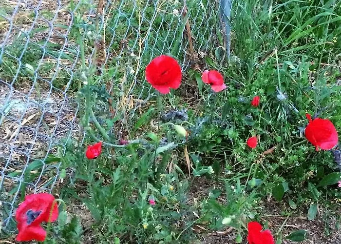 Hakuna Matata Holidays Wooden With Airco & Pool In Greek Olive Grove Alojamento de Turismo Selvagem