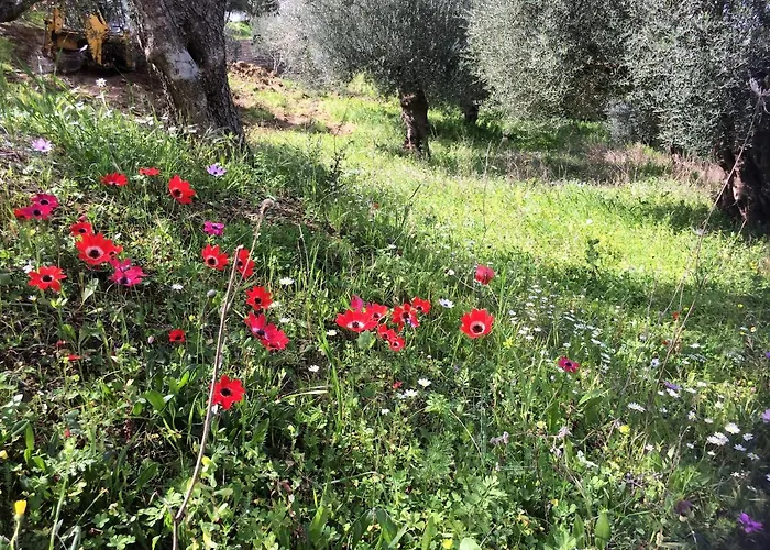 Hakuna Matata Holidays Wooden With Airco & Pool In Greek Olive Grove Alojamento de Turismo Selvagem *