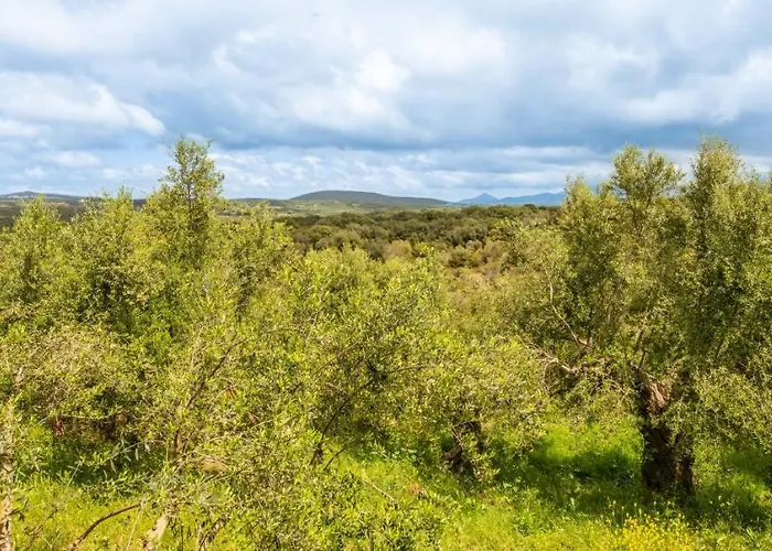 Hakuna Matata Holidays Wooden With Airco & Pool In Greek Olive Grove * Modon