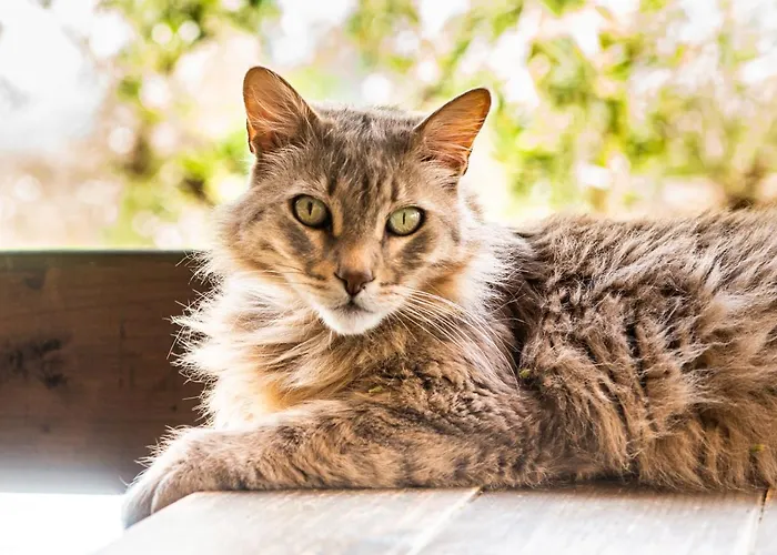 Hakuna Matata Holidays Wooden With Airco & Pool In Greek Olive Grove *